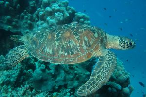 snorkel