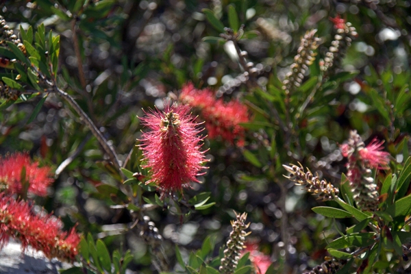 bottlebrush